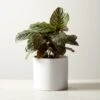 Live Calathea Ornata Pinstripe Plant 6" In White Ceramic Pot 1 Live Calathea Ornata Pinstripe Plant 6" In White Ceramic Pot -Home Furnishings Store CalatheaOrnataWhtPot6inSHF22