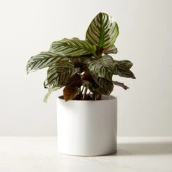Live Calathea Ornata Pinstripe Plant 6" In White Ceramic Pot