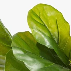 Potted Faux Fiddle Leaf Fig 5' -Home Furnishings Store PottedFiddleLeafFigAVF17